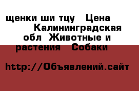 щенки ши тцу › Цена ­ 40 000 - Калининградская обл. Животные и растения » Собаки   